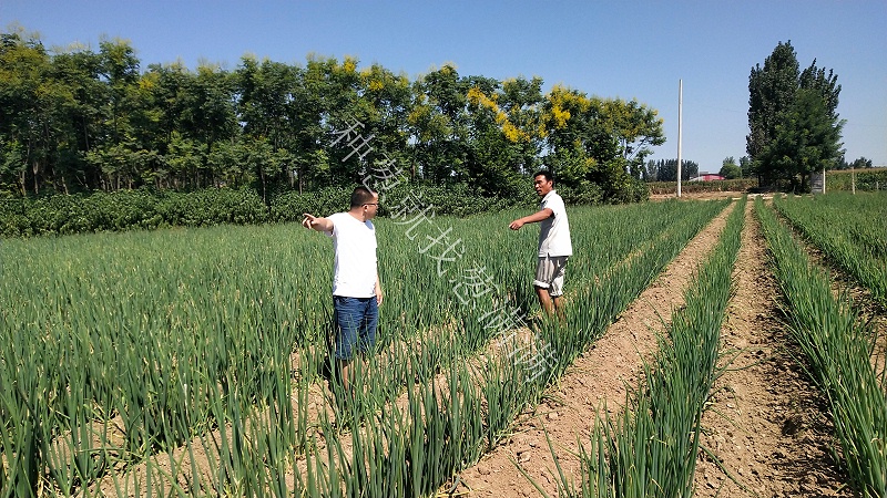 大蔥種植技術