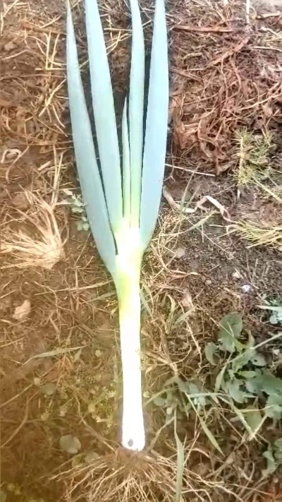 大蔥出售
