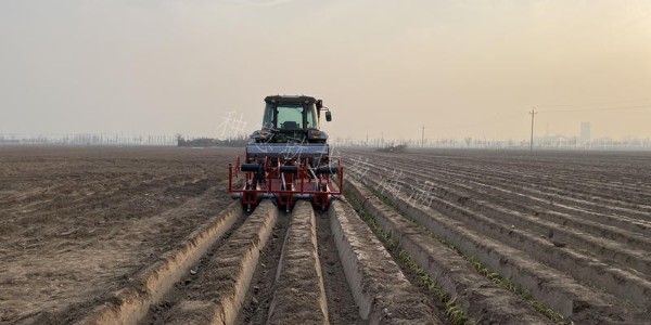 蔥滿滿大蔥雙高種植教學基地移栽現(xiàn)場