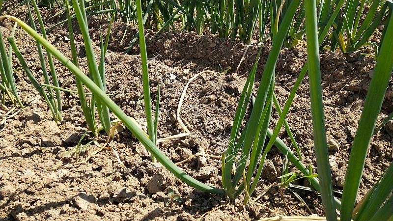 大蔥種植技術(shù)