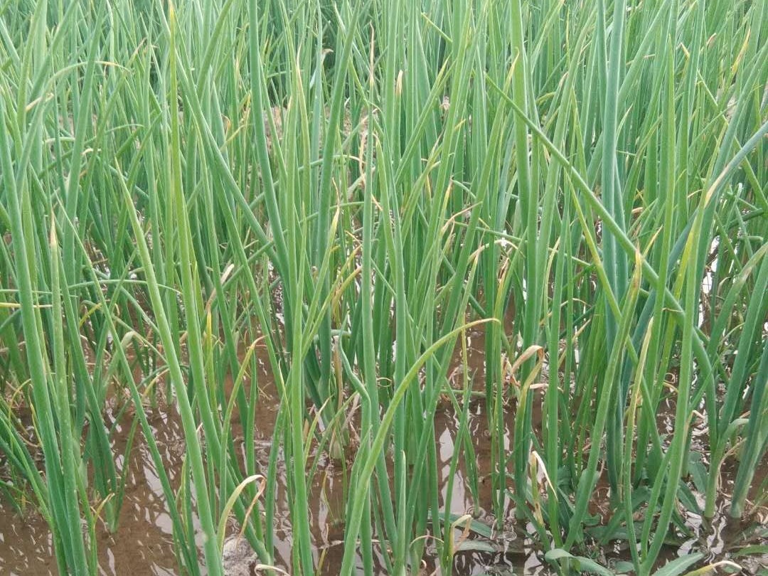 大蔥種植技術