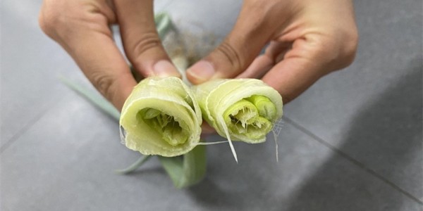 大蔥蔥脖子發軟不瓷實怎么回事