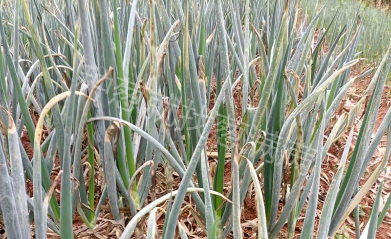 大蔥霜霉灰霉疫病病害同發