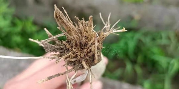 種植大蔥土傳病害惹人煩?蔥滿滿教您幾招解煩憂