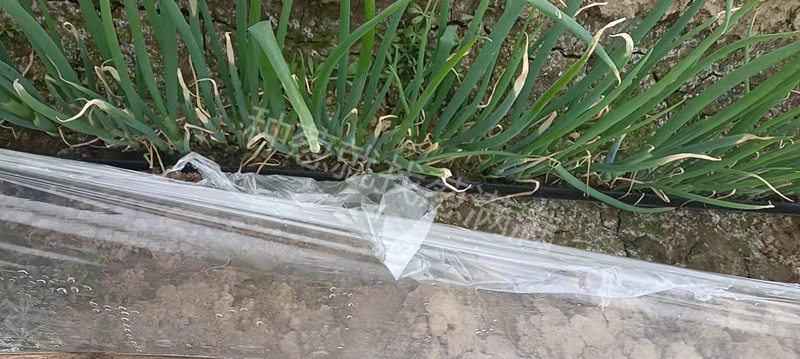 小拱棚蔥揭膜