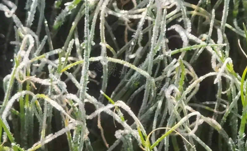 蔥苗有霜實拍