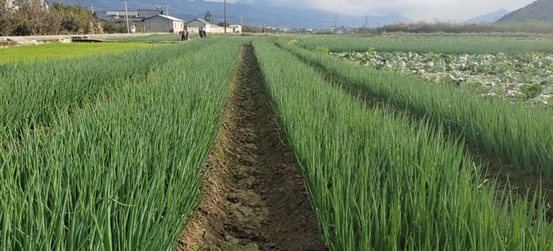 蔥田實拍
