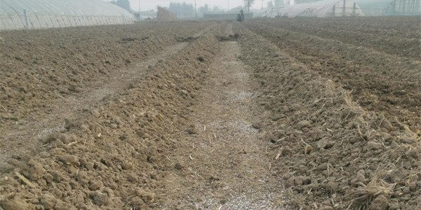 定植移栽后抓住緩苗期,合理施肥能增產