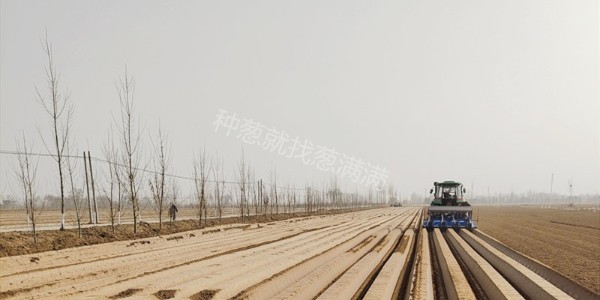 大蔥種植開多深的溝?種植大蔥怎樣埋土多深好?