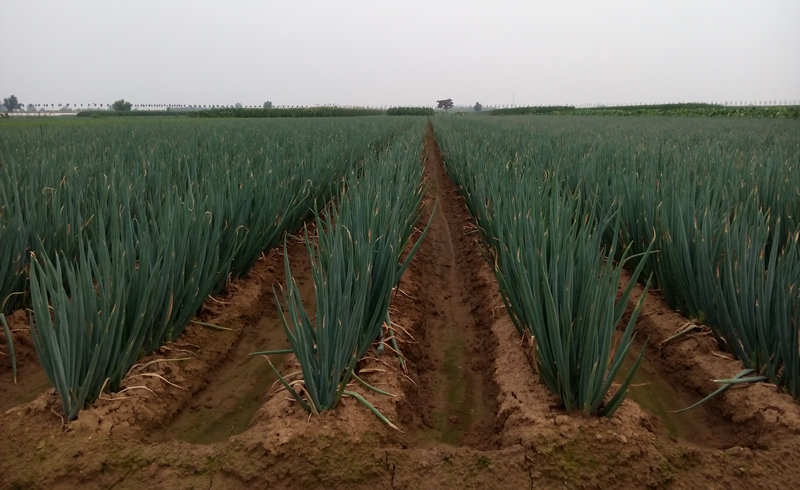 蔥滿滿服務客戶鋼蔥種植現場
