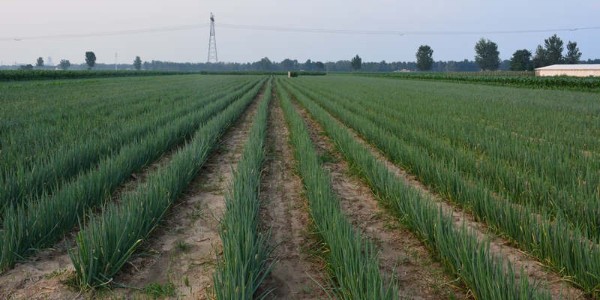 大蔥種子種植現場