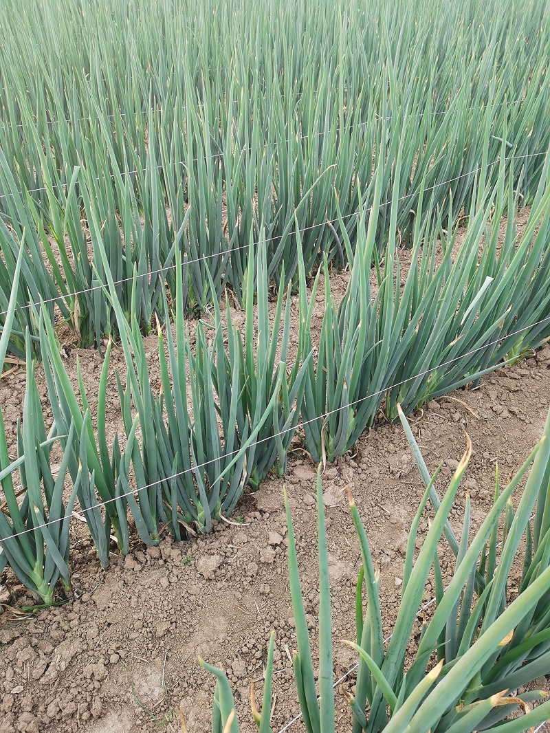 大蔥種植技術(shù)