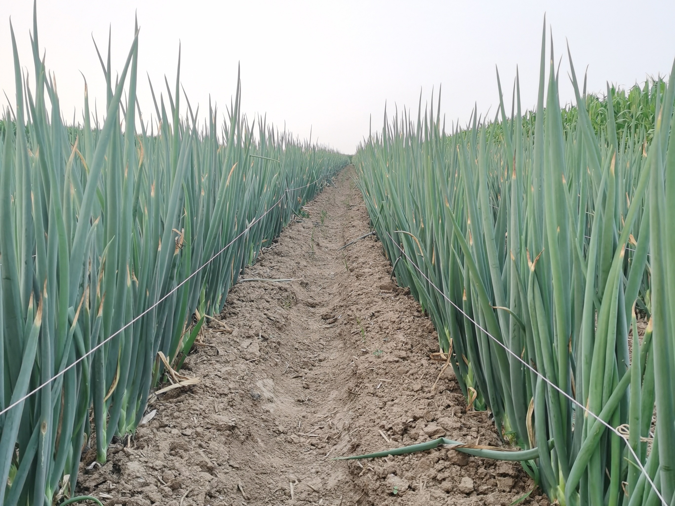 大蔥種植技術(shù)
