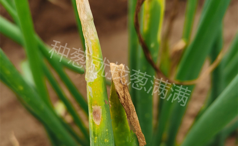 大蔥疫病實(shí)拍