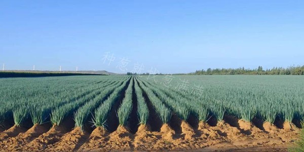 大蔥種植要重視有機肥,您知道為什么嗎?