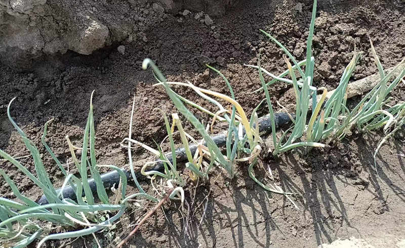 大蔥重茬病害多