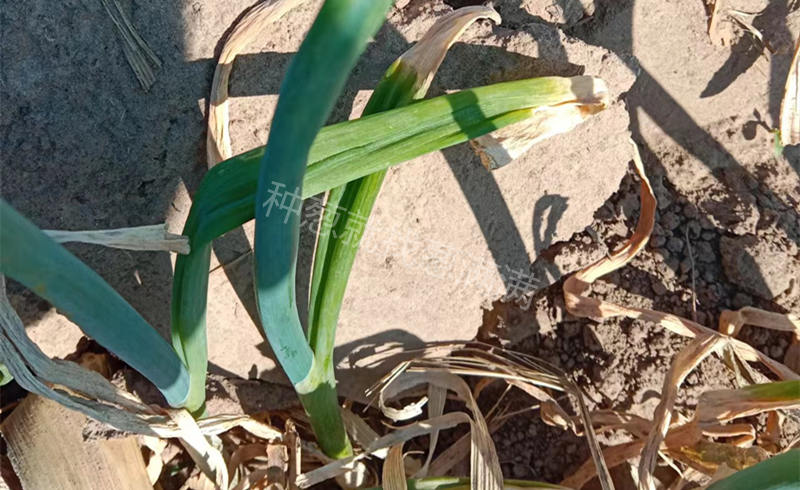 大蔥重茬地導(dǎo)致地蛆頻發(fā)
