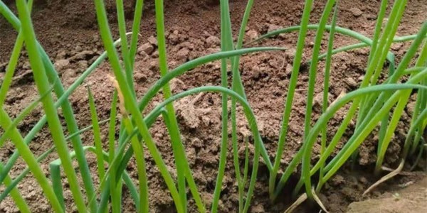 保姆級大蔥育苗技術攻略，靠這個首次育苗就成功