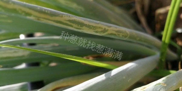 大蔥斑潛蠅用什么藥防治比較好?