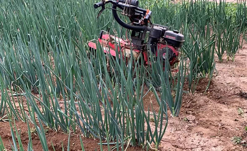 下雨后不長才大培土一次