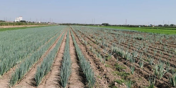 大蔥種植路上有蔥滿滿技術團隊守護,讓您更安心
