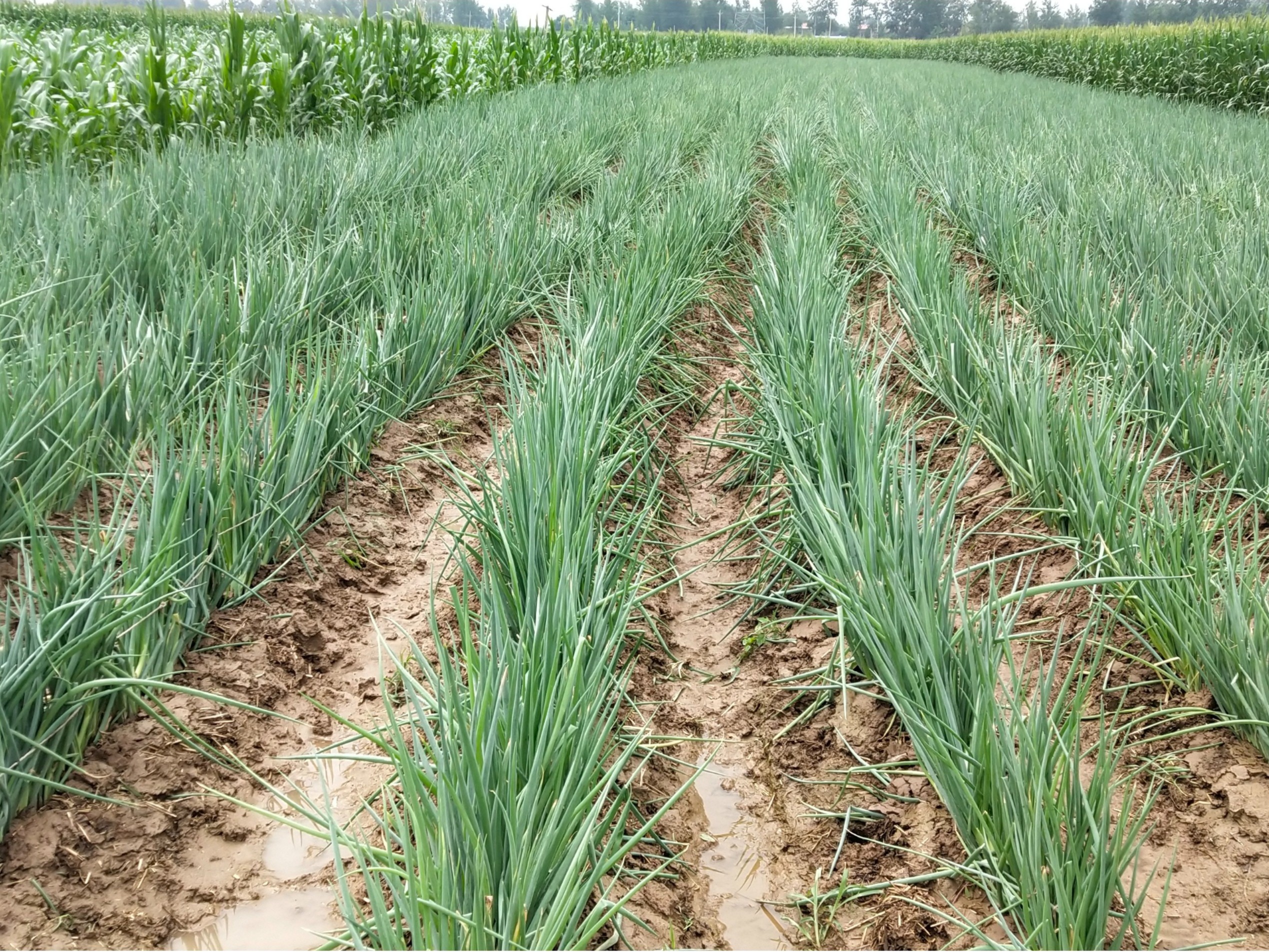 大蔥種植技術(shù)