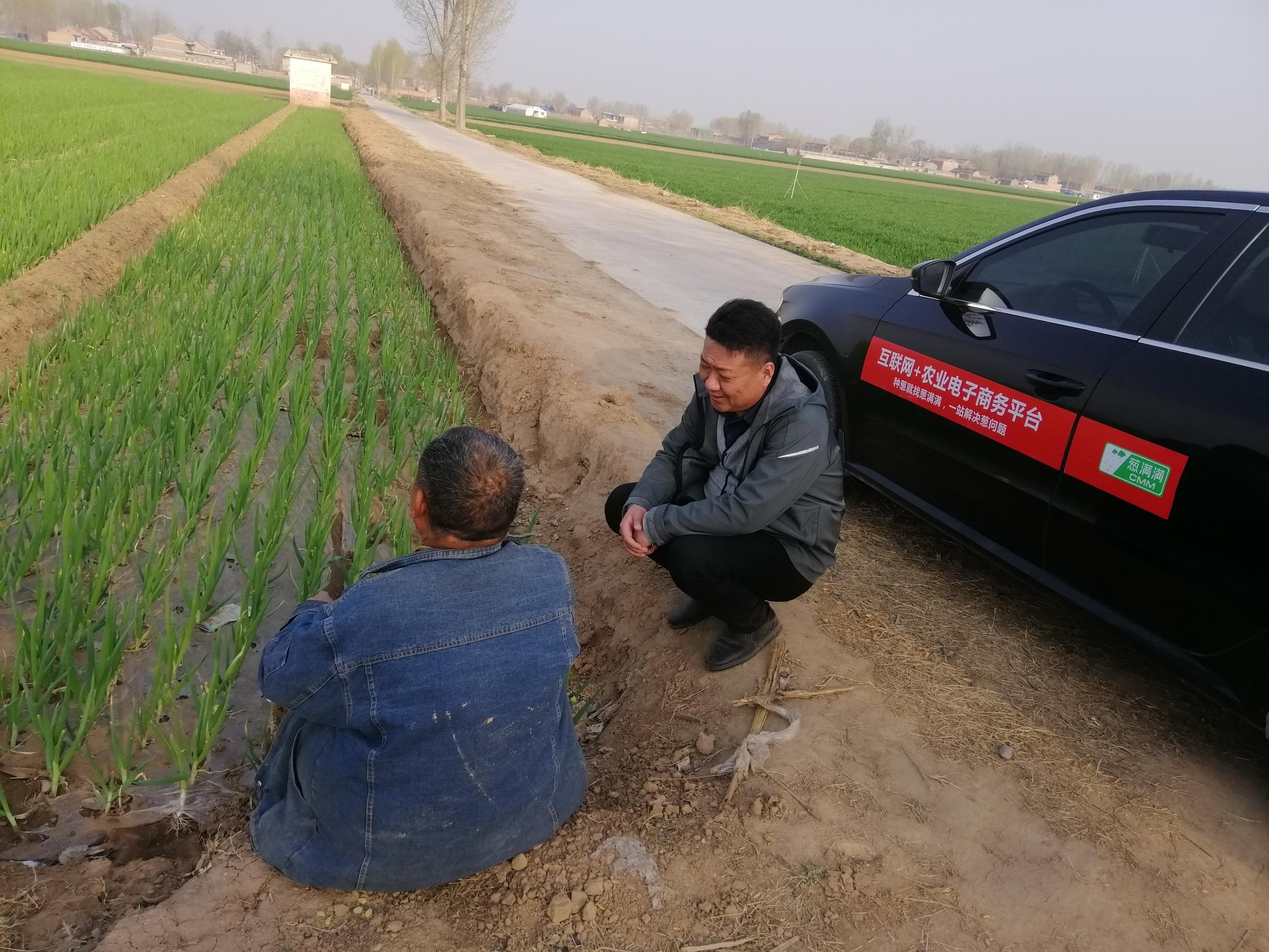 大蔥重茬怎么辦？如何解決大蔥重茬問題？