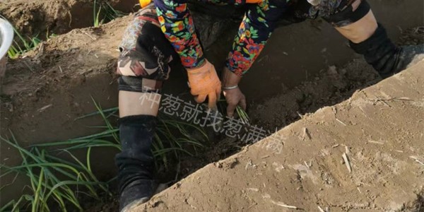 大蔥移栽一畝地需要多少苗子