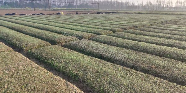大蔥秋季育苗有哪些注意事項