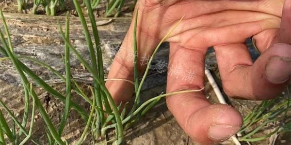 大蔥育苗難不難?沒有育苗經(jīng)驗(yàn)?zāi)苡鐔?