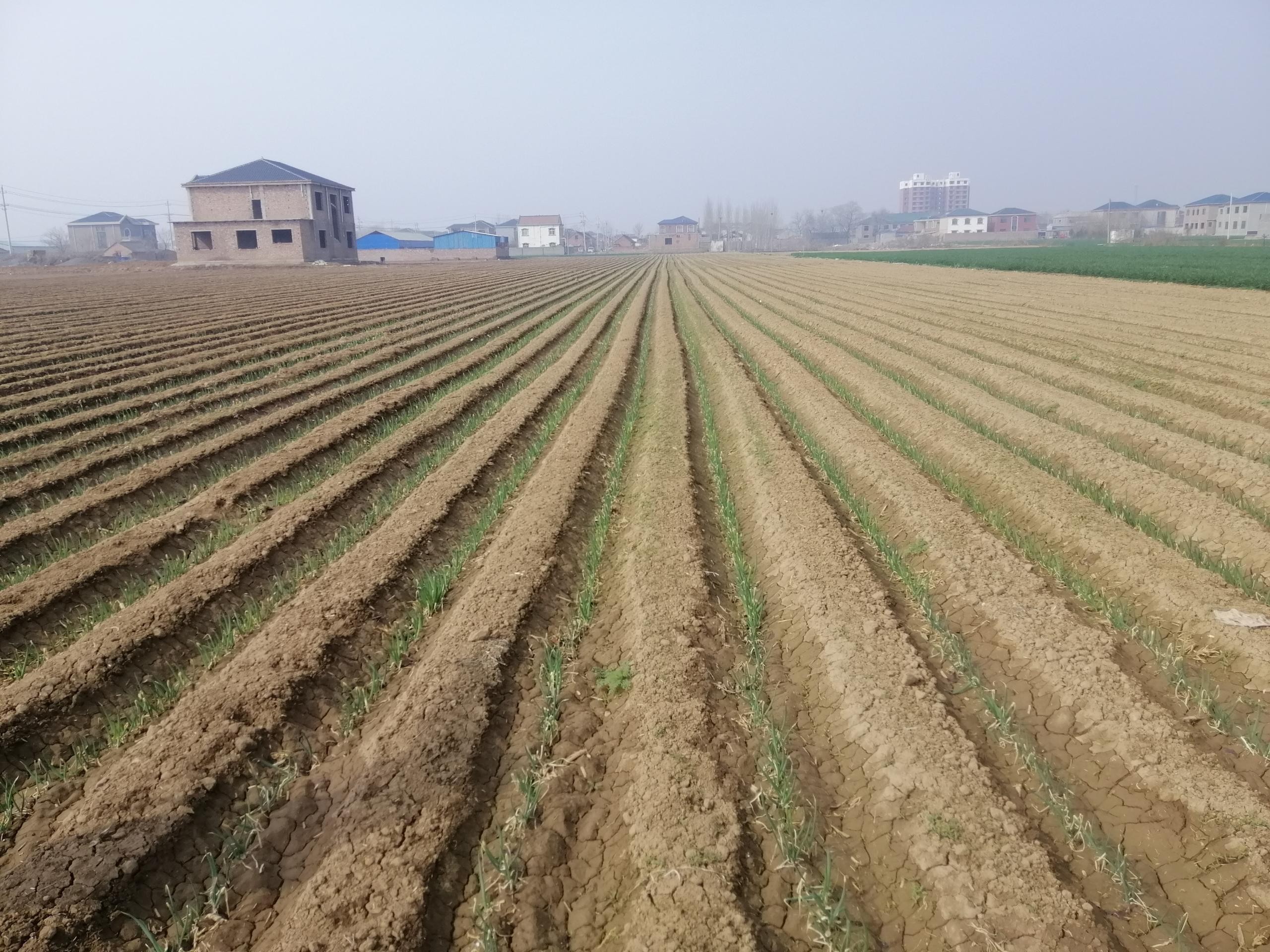 大蔥種植技術