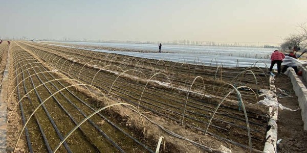 天氣變冷大蔥苗床搭建小拱棚有哪些注意事項?