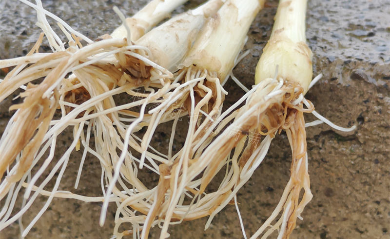 大蔥根腐病實拍