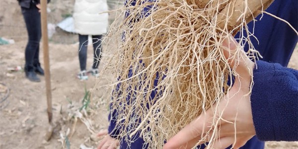 為什么會種大蔥的人都在強調養根壯根