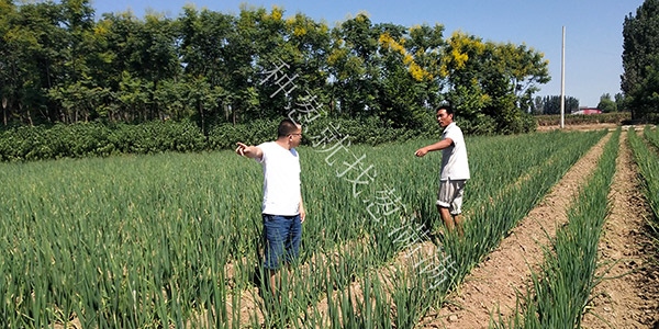 蔥滿滿淺析大蔥種植如何收獲大蔥，有哪些注意事項
