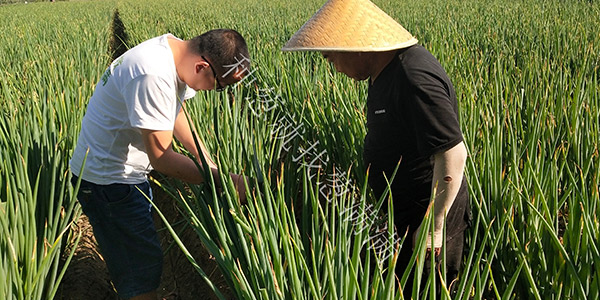 蔥滿滿為您解析這些種植大蔥的實用技術(shù)