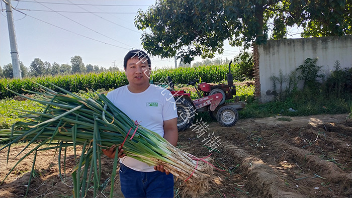 蔥滿滿教您大蔥種植過程中如何提高蔥白長度