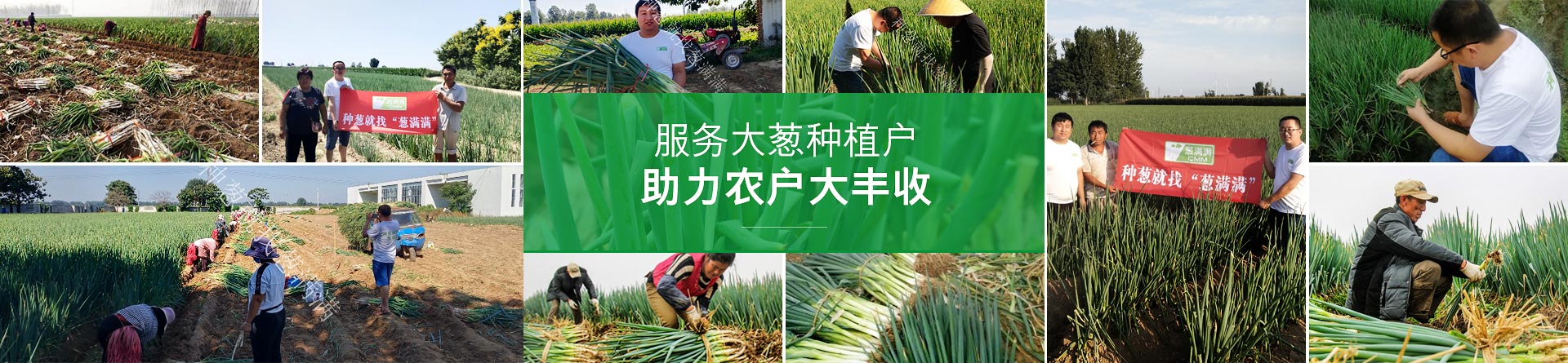 蔥滿滿助力農戶大豐收