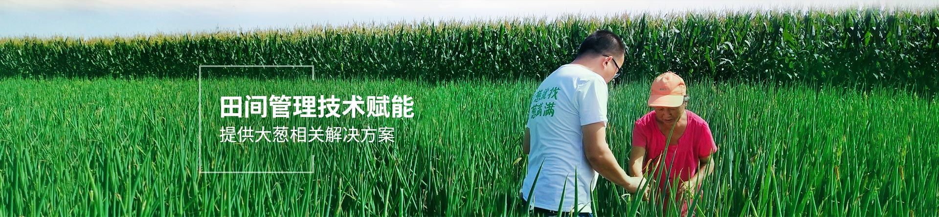 蔥滿滿田間管理技術(shù)賦能