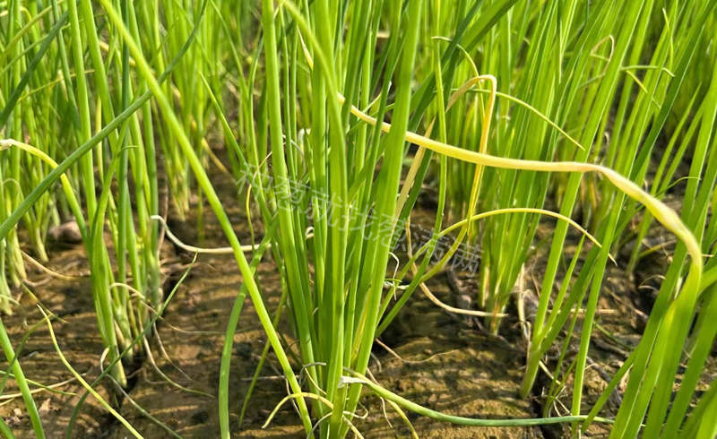 苗黃苗弱