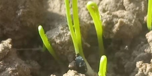 大蔥秋季育苗注意事項