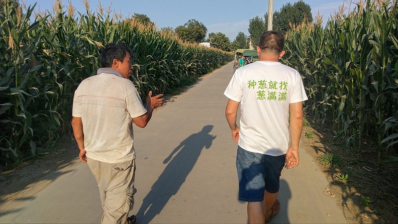 大蔥種植技術