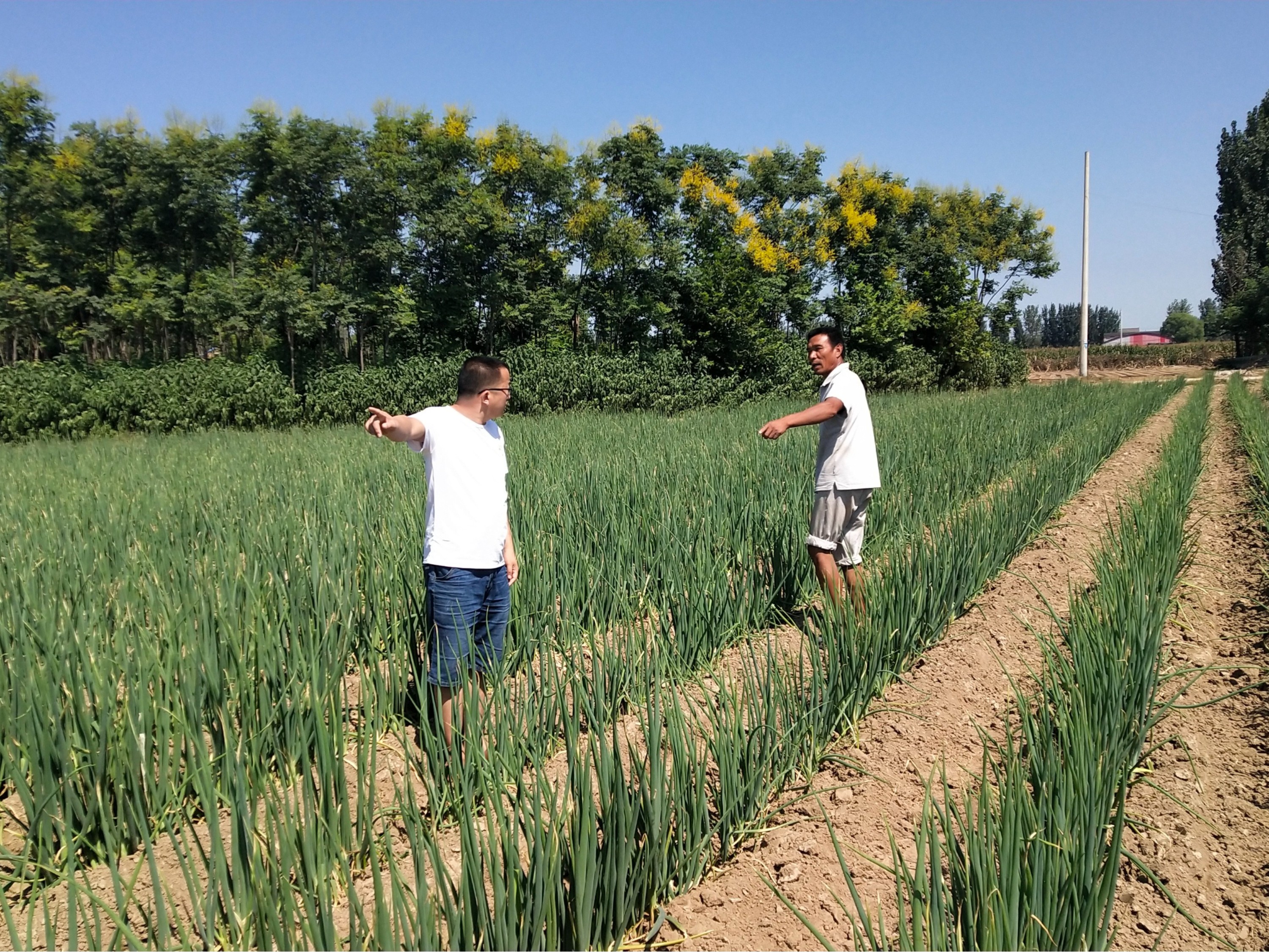 大蔥種植技術(shù)