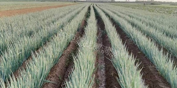 大蔥怎樣種植的又粗又長?蔥滿滿告訴您訣竅