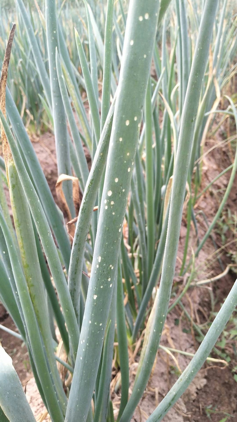 大蔥灰霉病