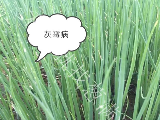 大蔥灰霉病