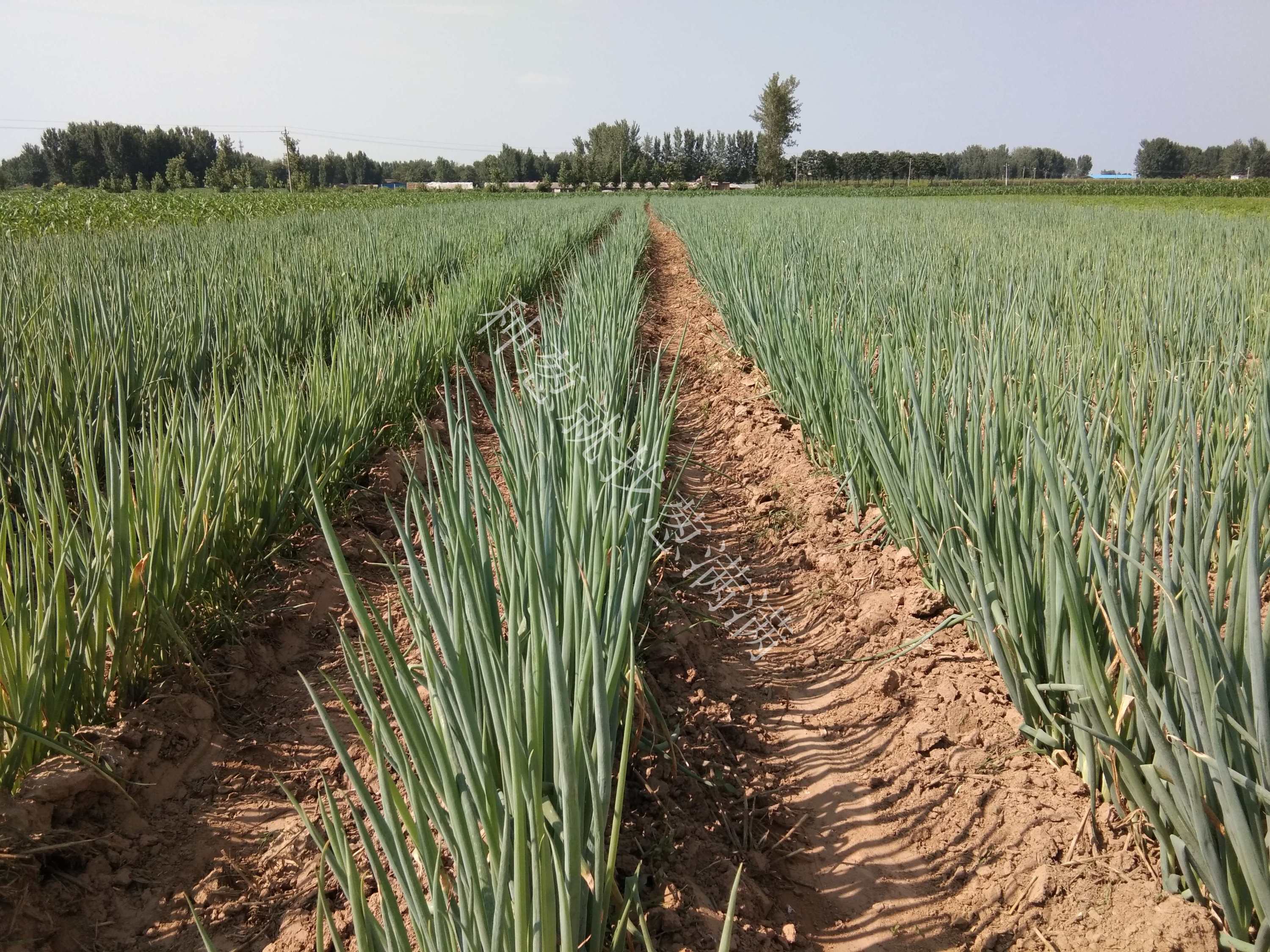 大蔥種植技術(shù)