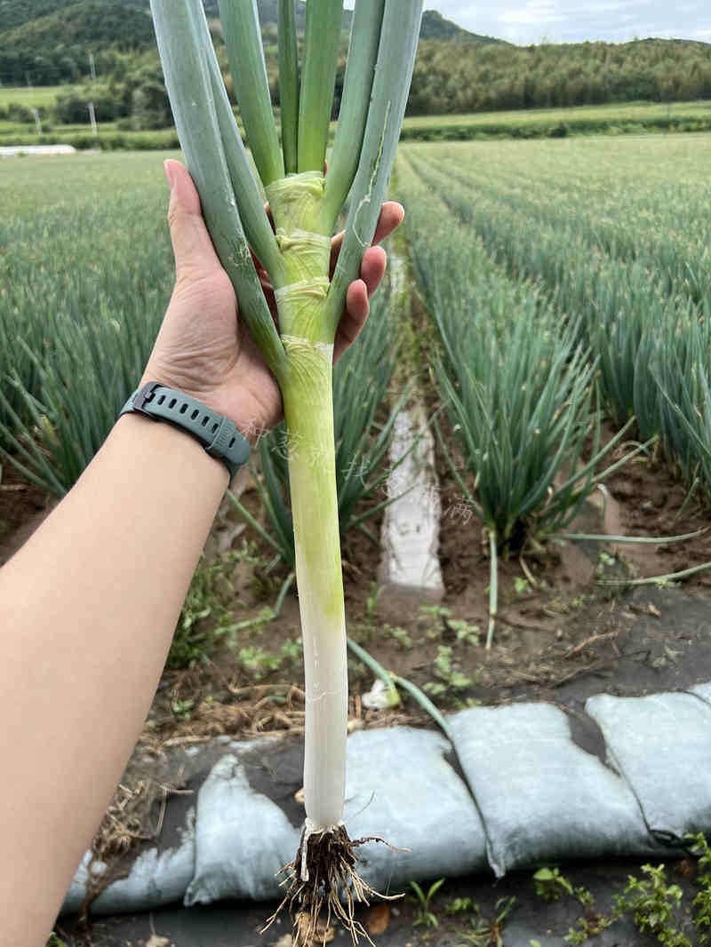 美白2號河北實拍