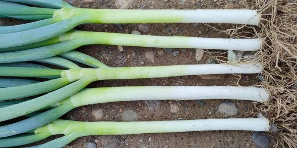 大蔥品種：美白二號在河北地區(qū)的種植表現(xiàn)