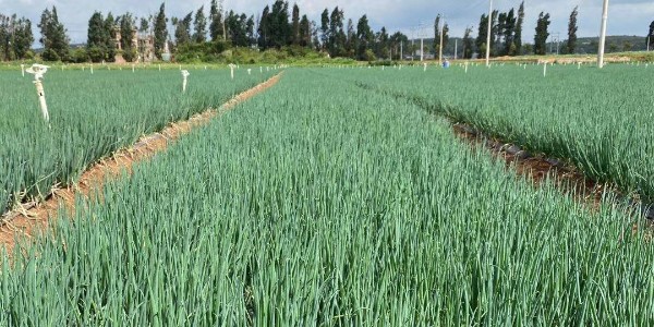 大蔥種植時間和方法